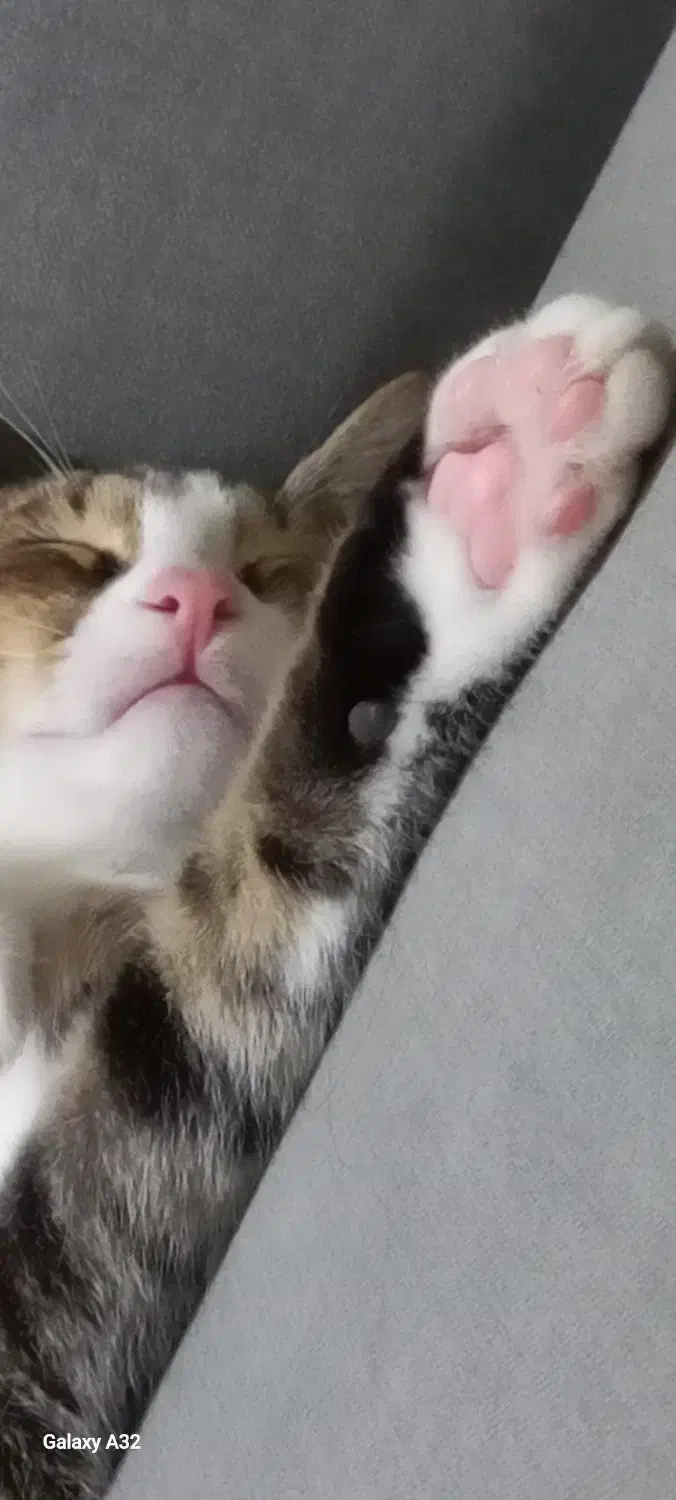 لئو بچه گربه مهربون و بازیگوش|گربه|رشت, منظریه|دیوار