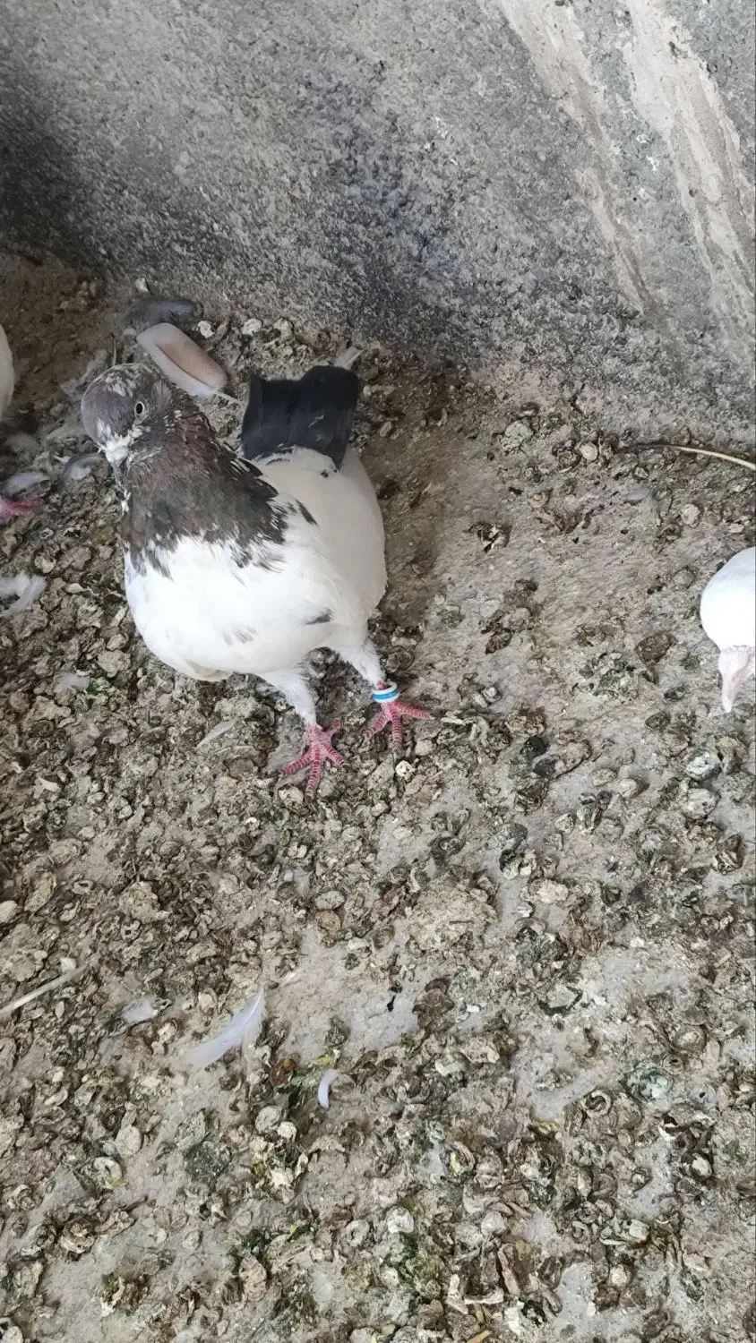 کبوتر|پرنده|رزن, |دیوار