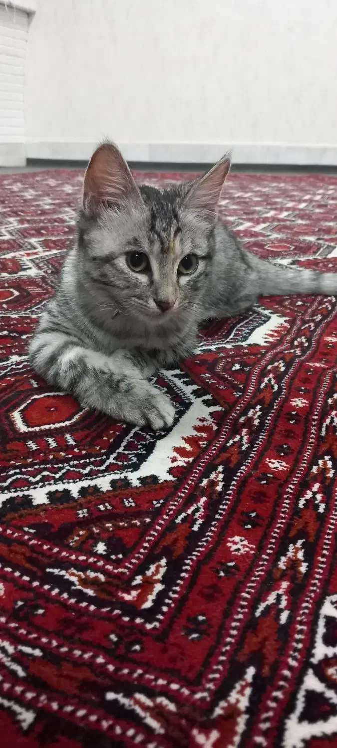 واگذاری گربه میکس|گربه|گنبد کاووس, |دیوار