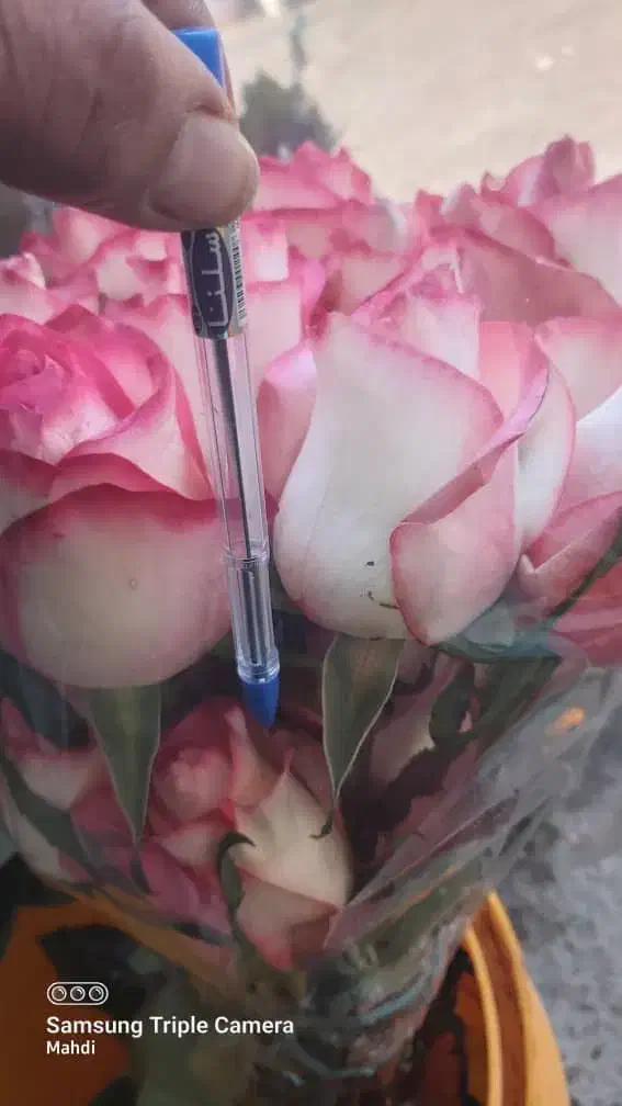 پخش گل از گلخانه(پخش گل سید)|گل و گیاه طبیعی|ری, بازار گل خاوران|دیوار