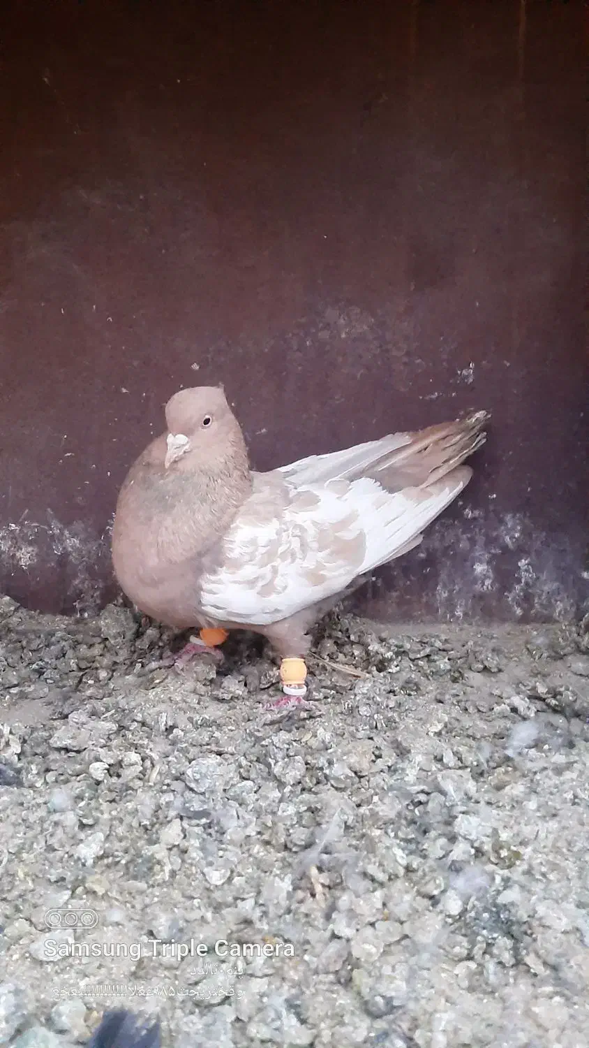 کبوتر سینه و سیاه بهبهانی|پرنده|مرودشت, کناره|دیوار