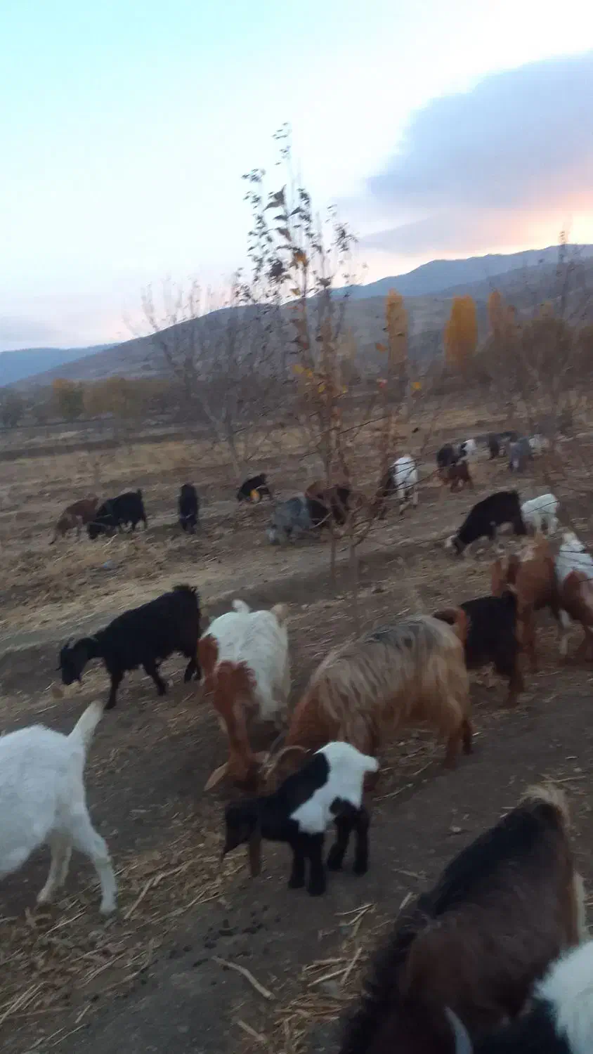 بزوبزغاله|حیوانات مزرعه|گیان, |دیوار