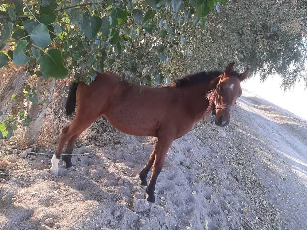 فروشی|حیوانات مزرعه|اقلید, |دیوار