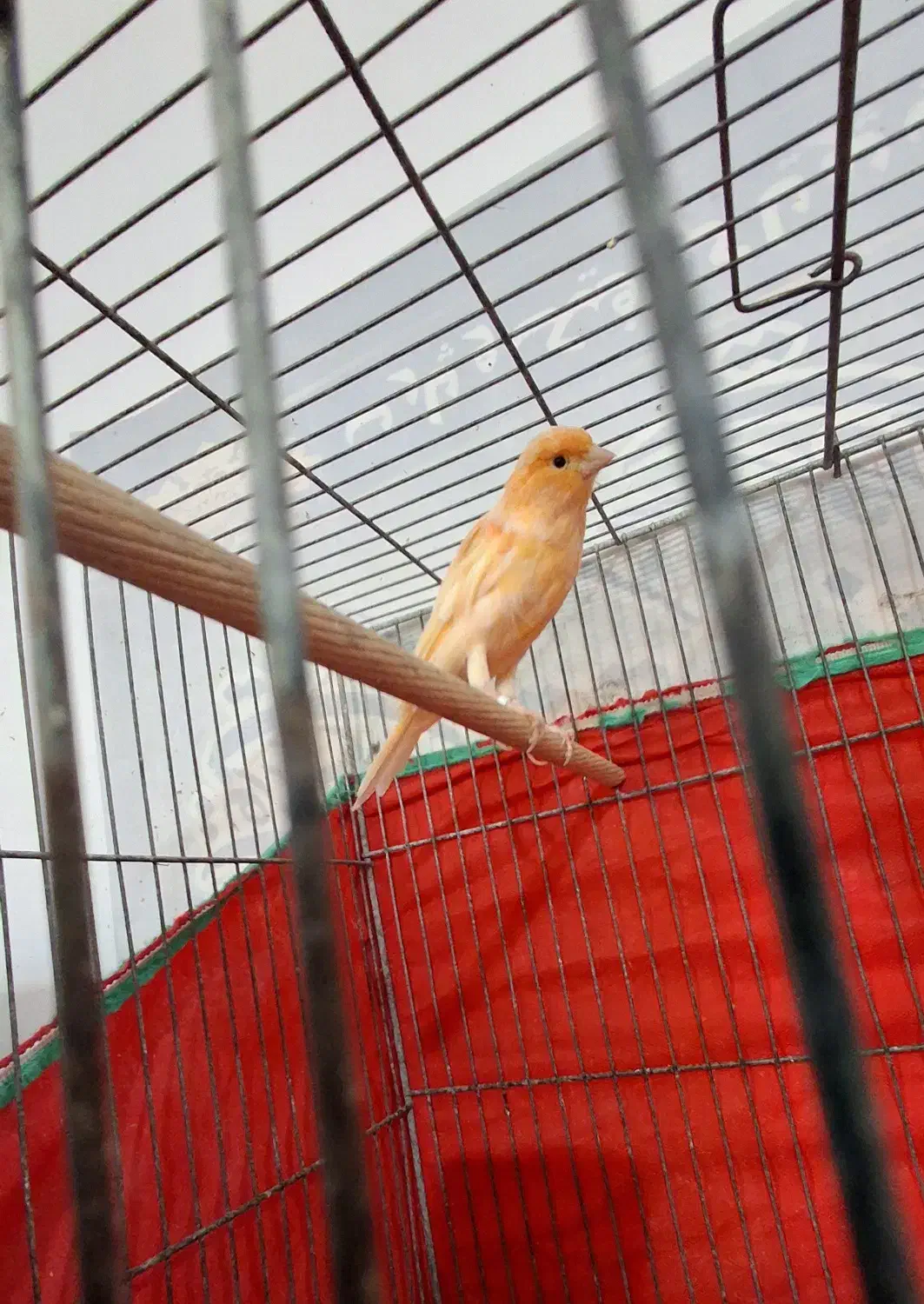 قناری نر و ماده|پرنده|گلپایگان, |دیوار