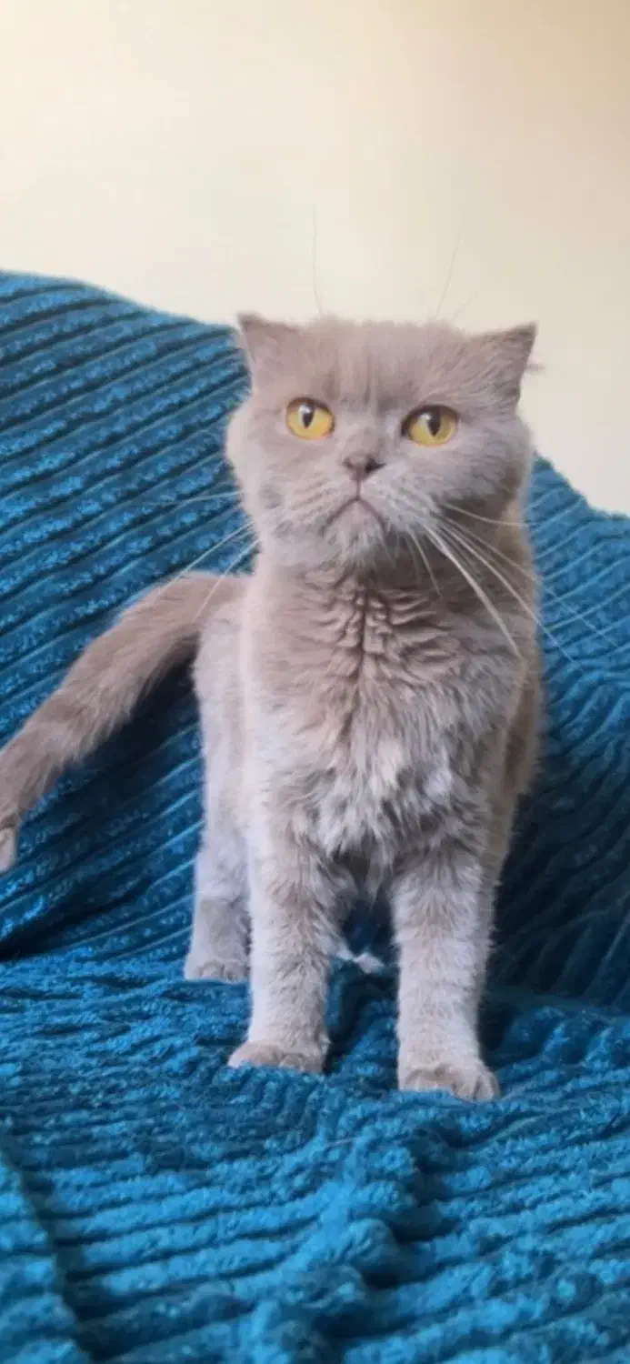 گربه اسکاتیش ماده بالغ|گربه|تهران, نیاوران|دیوار