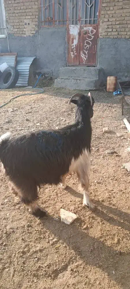 بزفروشی|حیوانات مزرعه|ازنا, |دیوار