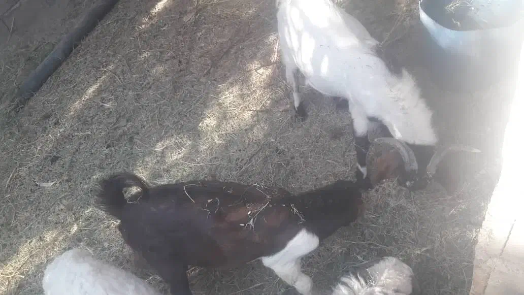 دوتا نری معاوضه  یا نقدی|حیوانات مزرعه|گنبکی, |دیوار