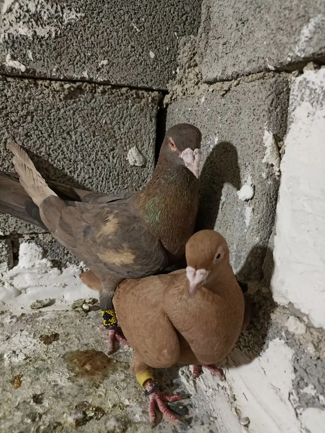 کبوتر پلاک|پرنده|دوگنبدان, |دیوار