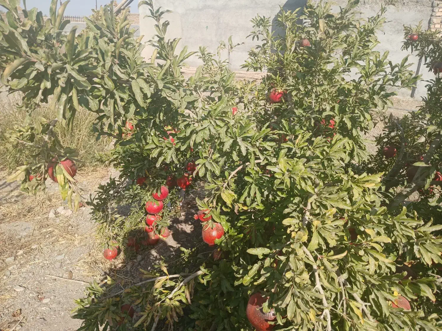 باغ انار 15هزار متر دارای موتوراب|فروش دفتر صنعتی، کشاورزی، تجاری|قاهان, |دیوار