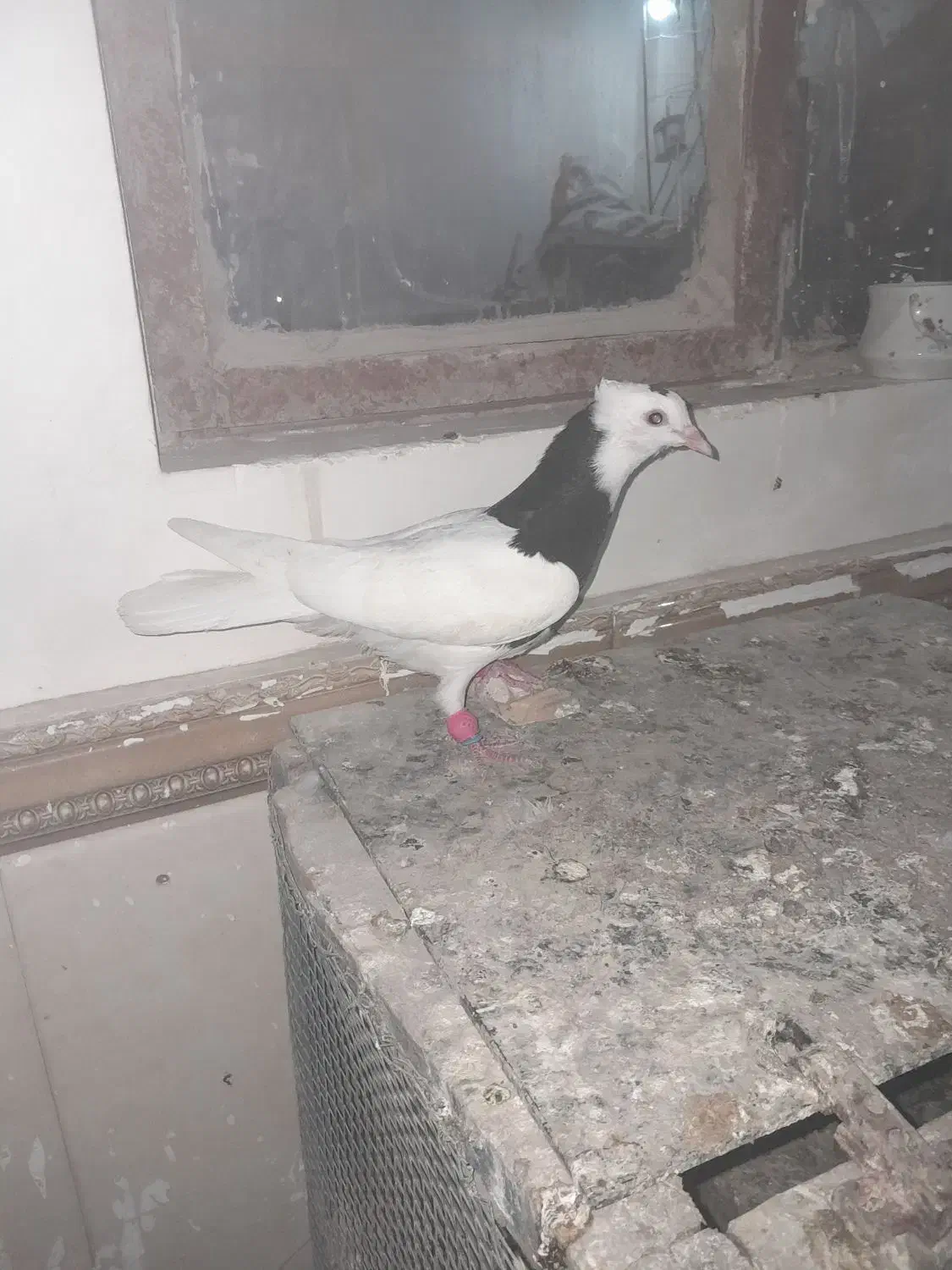 جوجه  طوقی|پرنده|مشهد, کلاته برفی|دیوار