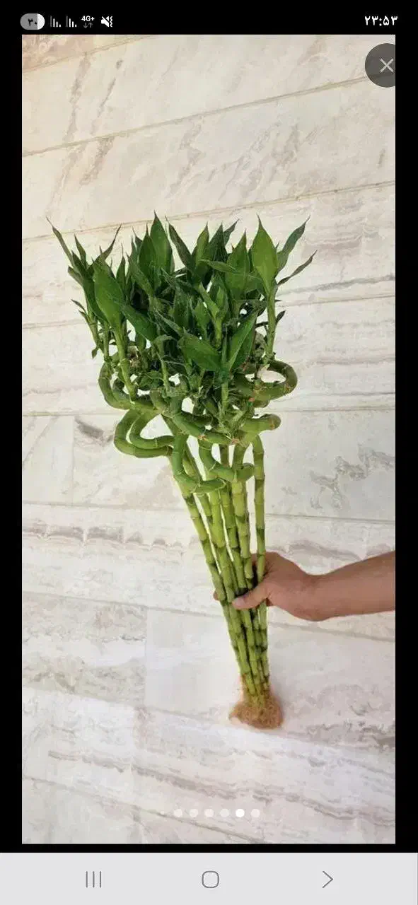گل طبیعی آپارتمانی بامبو ۲ پیچ وارداتی ۱۰۰ سانتی|گل و گیاه طبیعی|فردیس, شهرک وحدت|دیوار