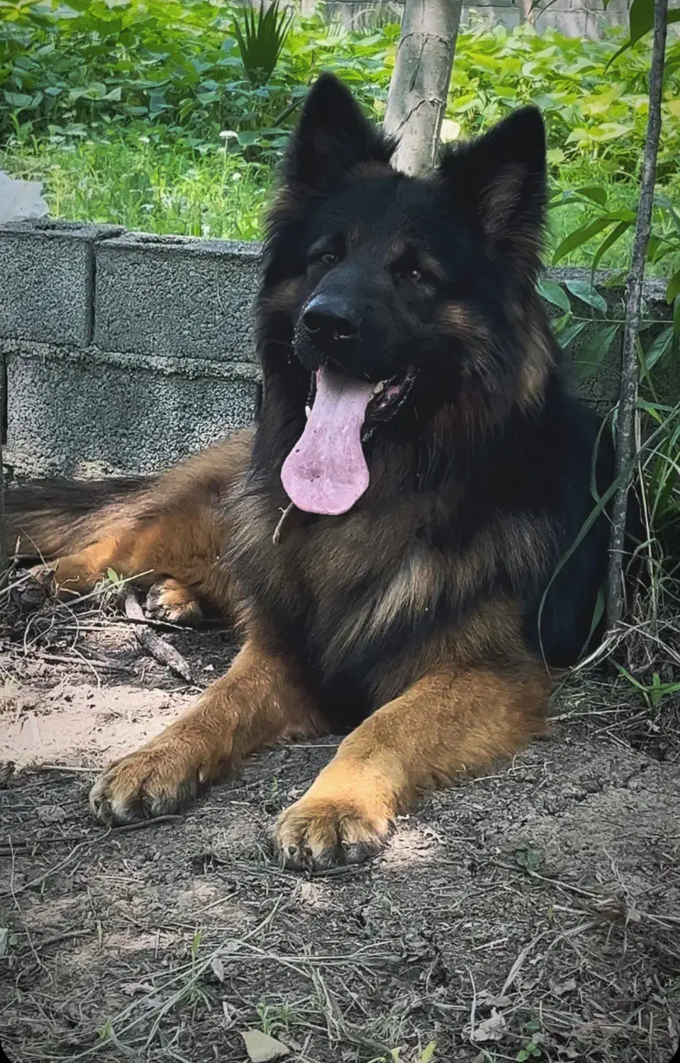 کشش با ماده بلک اصیل|سگ|تنکابن, |دیوار