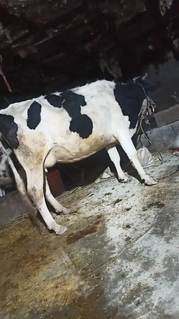 گاوشیری|حیوانات مزرعه|سیلاخور, |دیوار