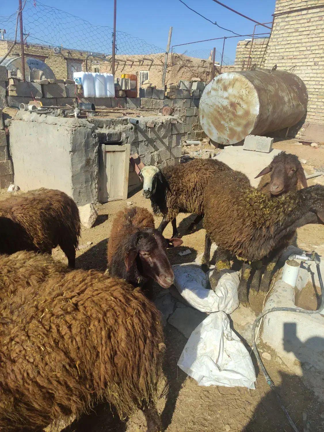 بره نر نیم گوشت درشت هیکل|حیوانات مزرعه|شراء, |دیوار