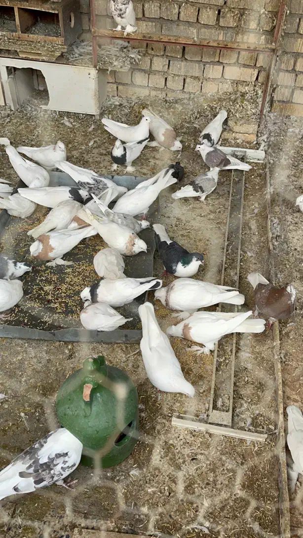 فروش کبوتر نژاد دار|پرنده|تیران, |دیوار