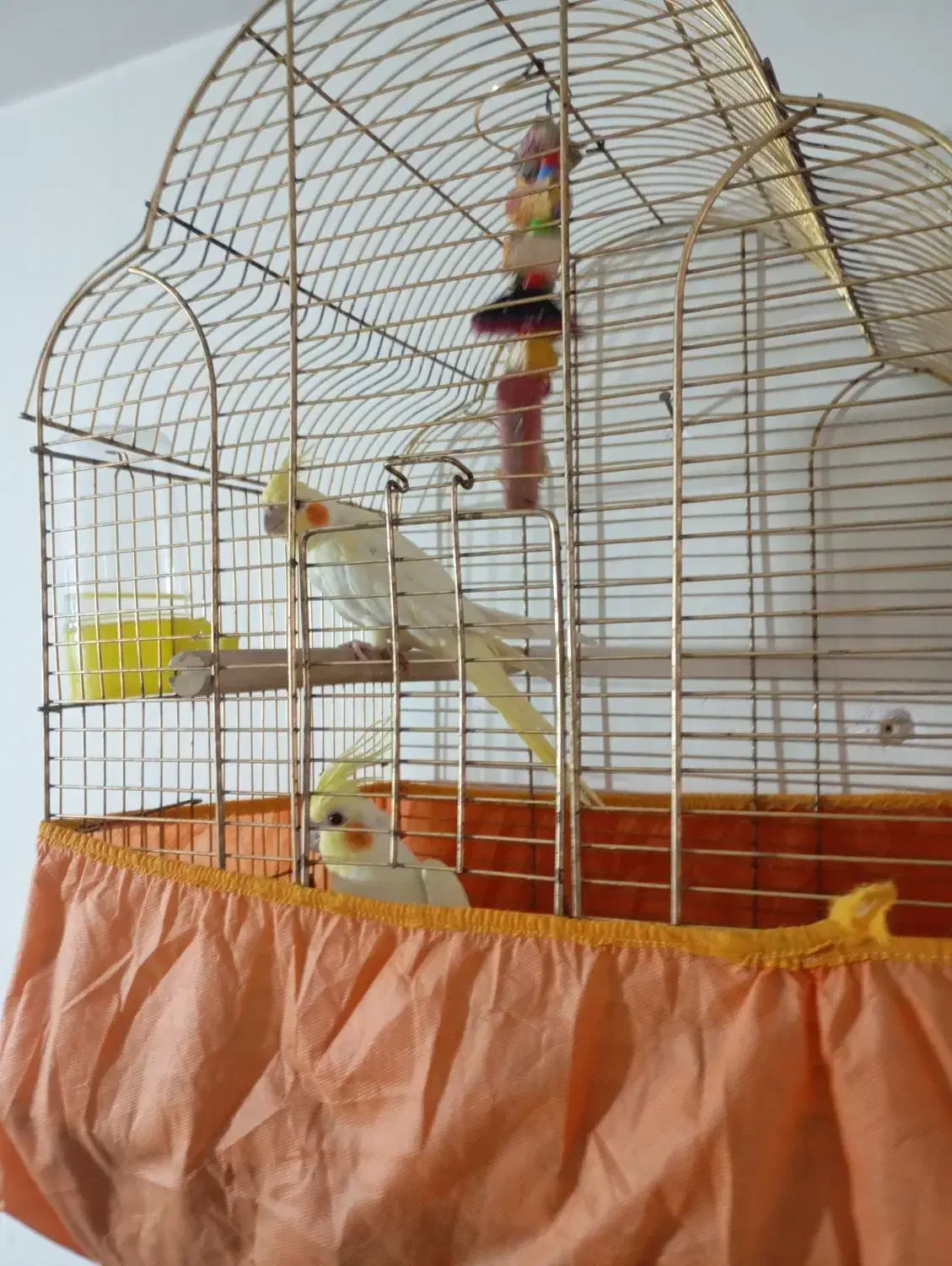 عروس هلندی جوجه|پرنده|قم, ولیعصر|دیوار