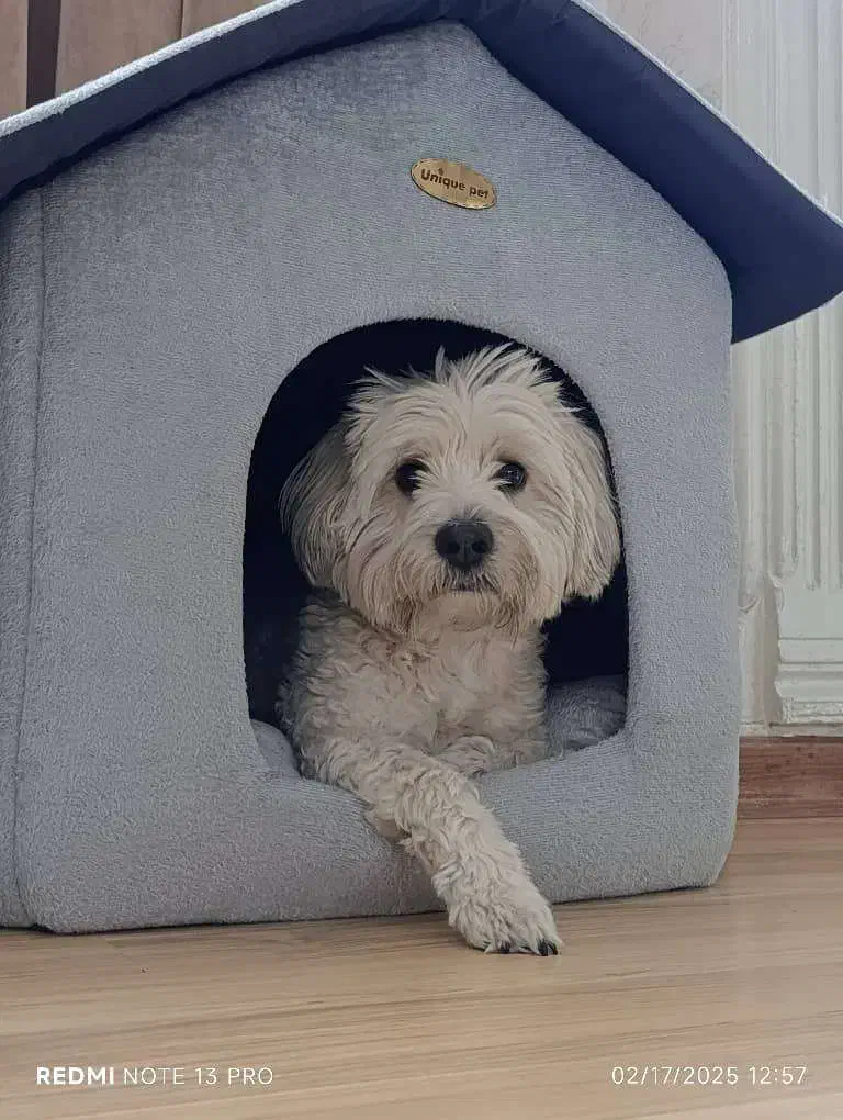 گم شدن سگ|حیوانات|تهران, سازمان آب|دیوار