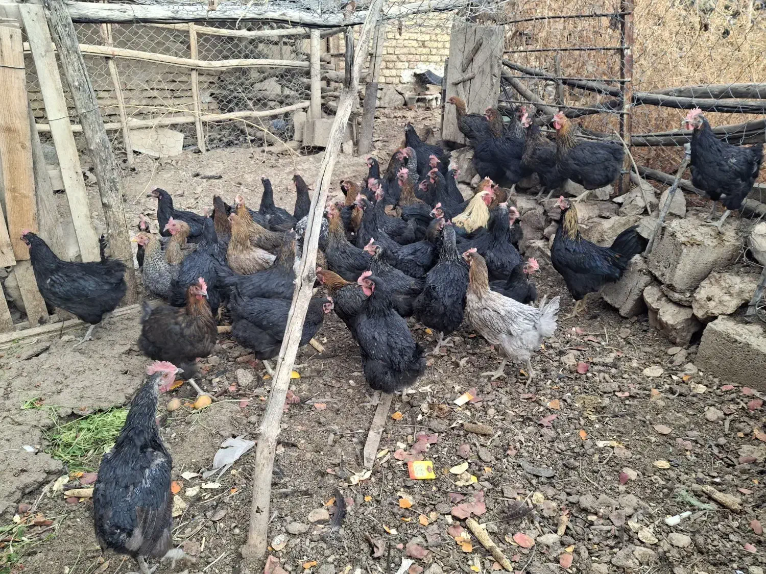 فروش حدود۵۵مرغ سالم وتخم گزار|حیوانات مزرعه|شهمیرزاد, |دیوار