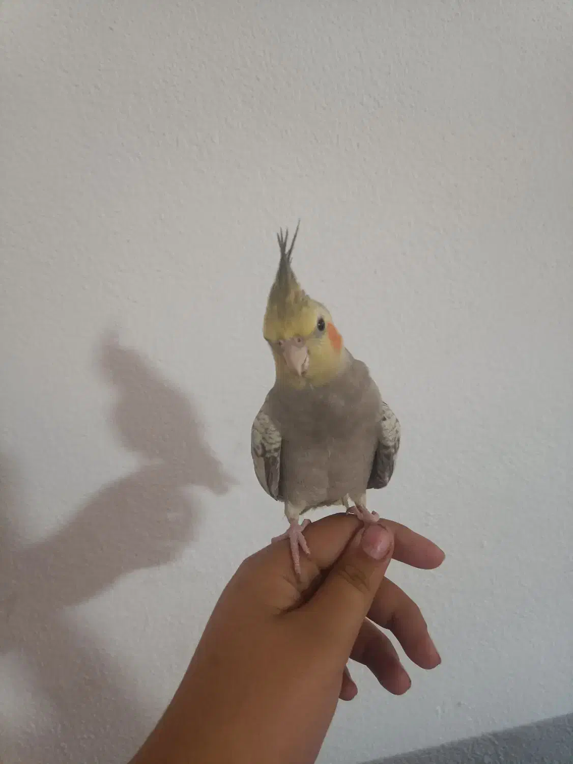 عروس هلندی گمشده خیابان فاطمه زهرا کوثر۴|حیوانات|اسلامشهر, مطهری|دیوار