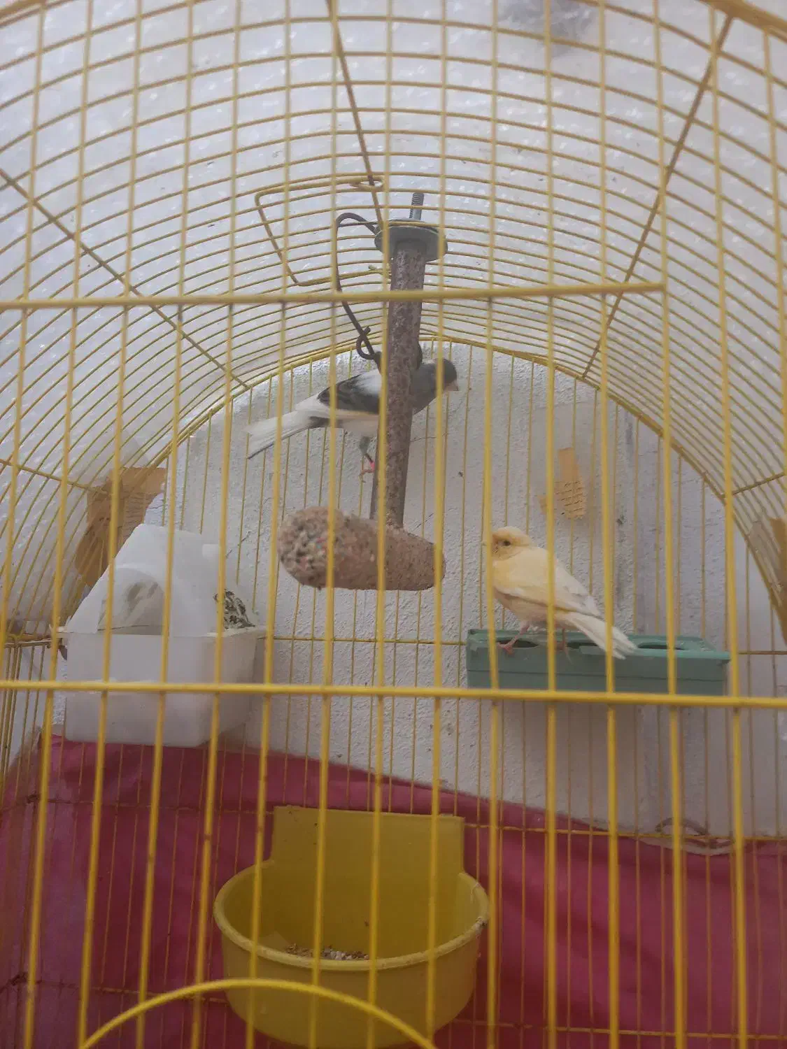 ی جفت قناری اوازخان|پرنده|گرگان, |دیوار