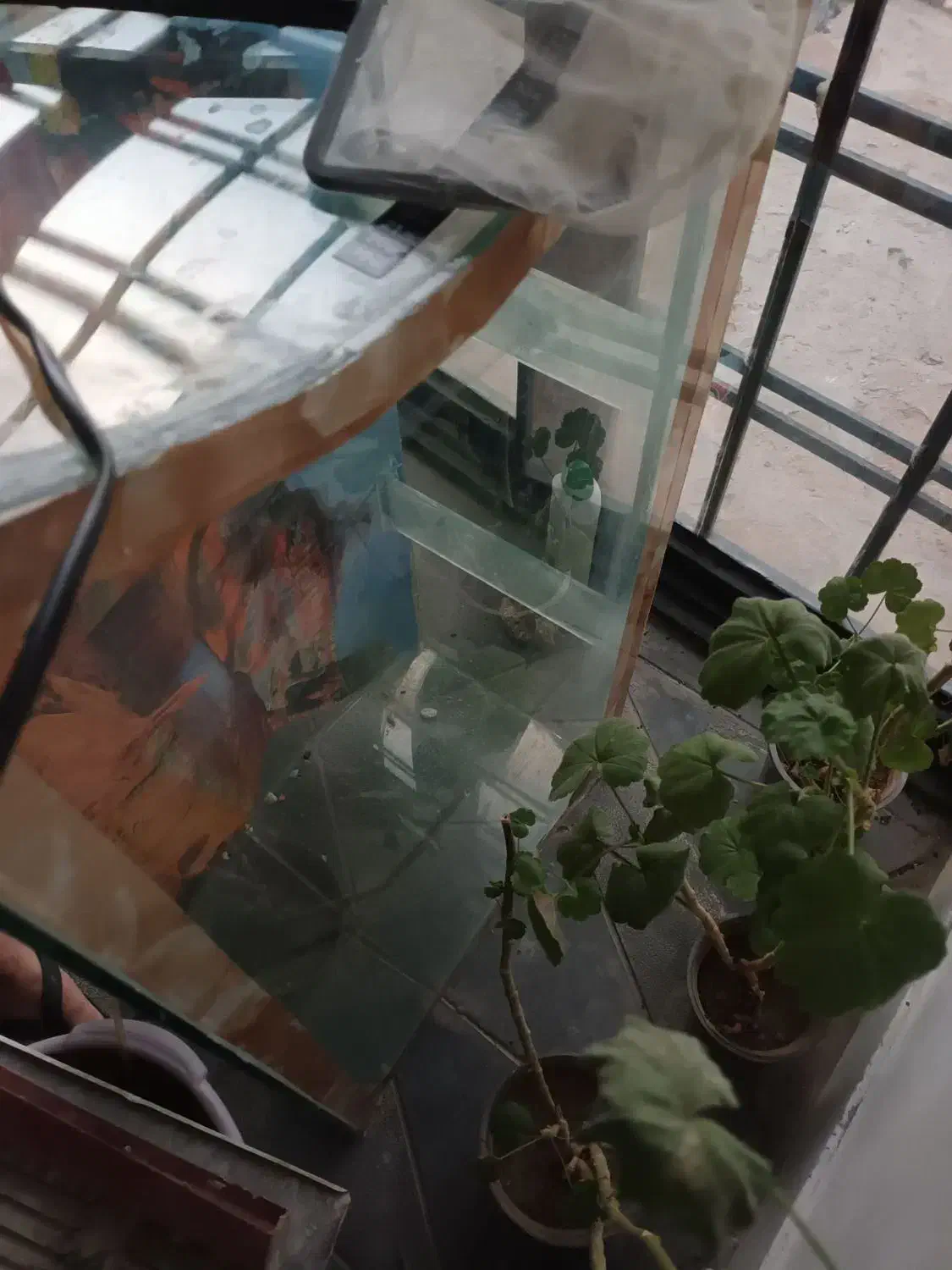 آکواریوم 1متری|ماهی|تربت‌حیدریه, بهشت عسکری|دیوار