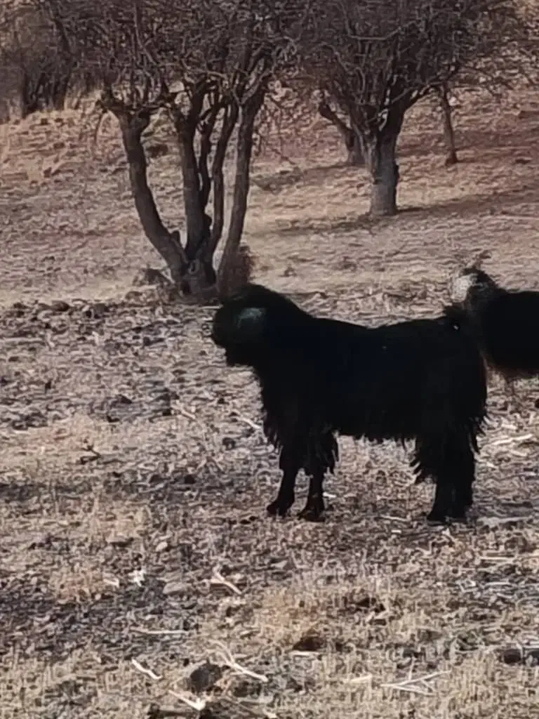 پازن ترکی در پاسارگاد|حیوانات مزرعه|پاسارگاد, |دیوار