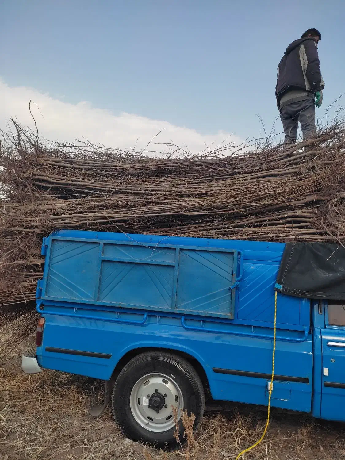 نیازمند سرمایه جهت ایجاد نهالستان|استخدام مالی، حسابداری، حقوقی|خوی, |دیوار