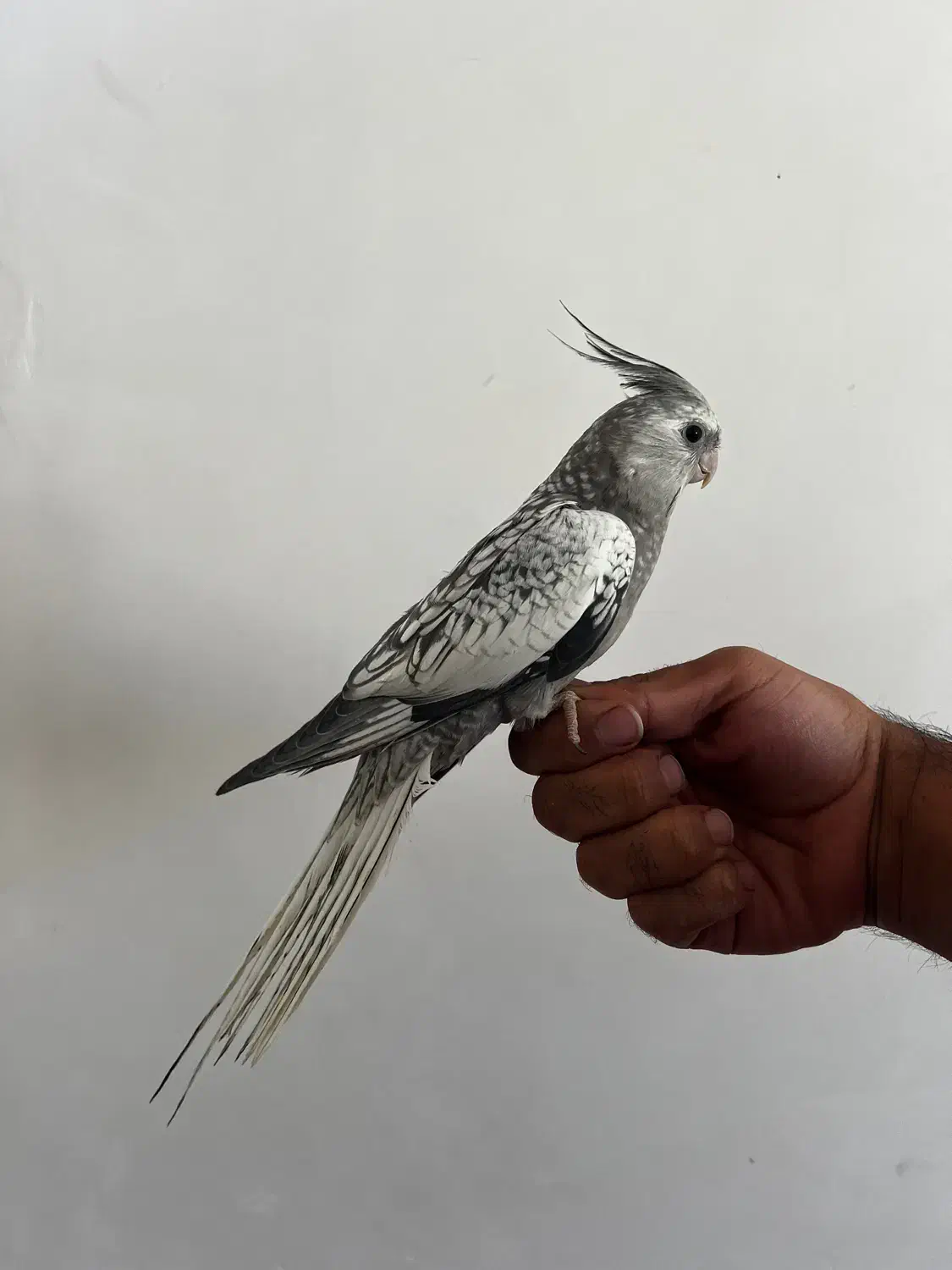 عروس هلندی|پرنده|ایلام, |دیوار