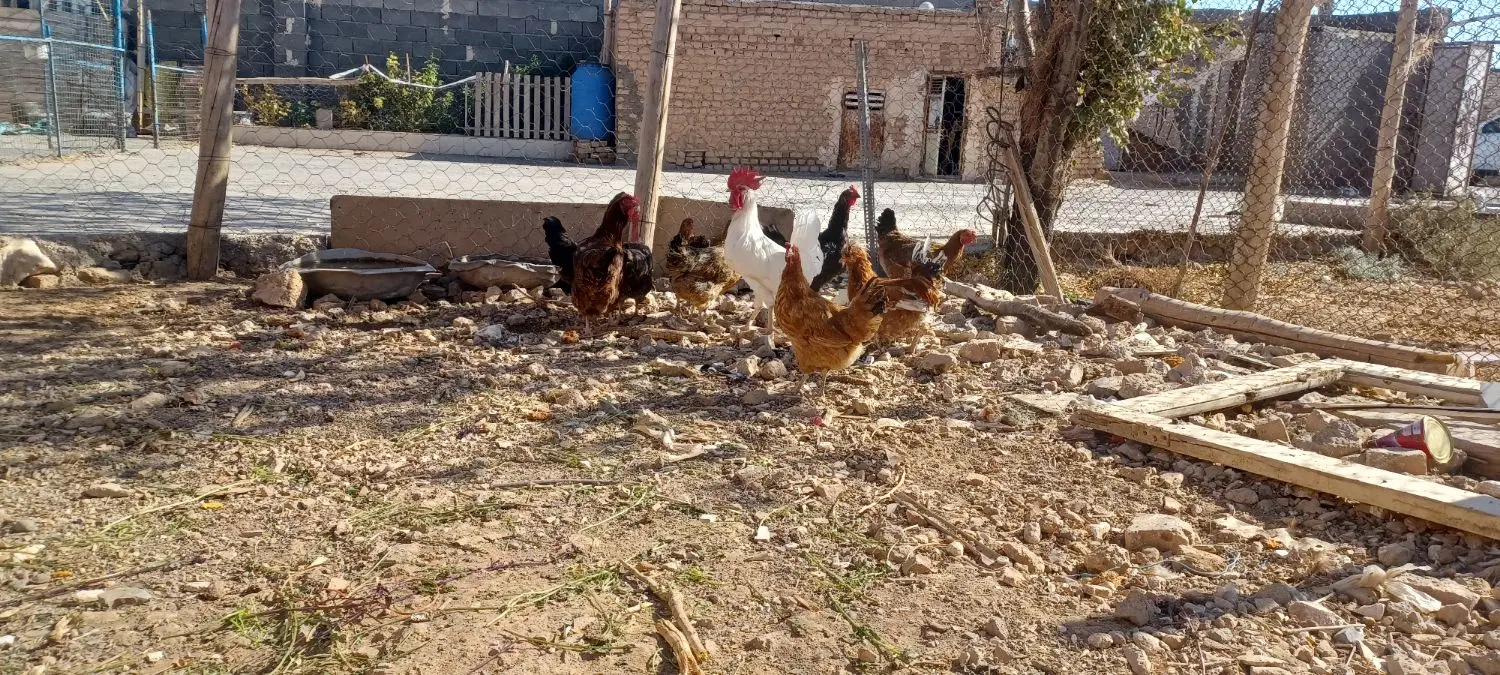مرغ|حیوانات مزرعه|مشهد, کوی پلیس|دیوار