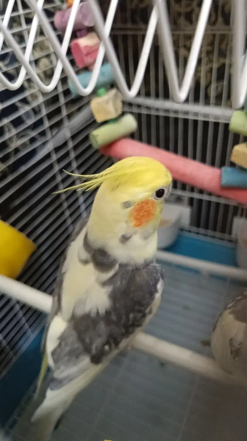 عروس هلندی نر مست|پرنده|فردیس, شهرک ناز|دیوار