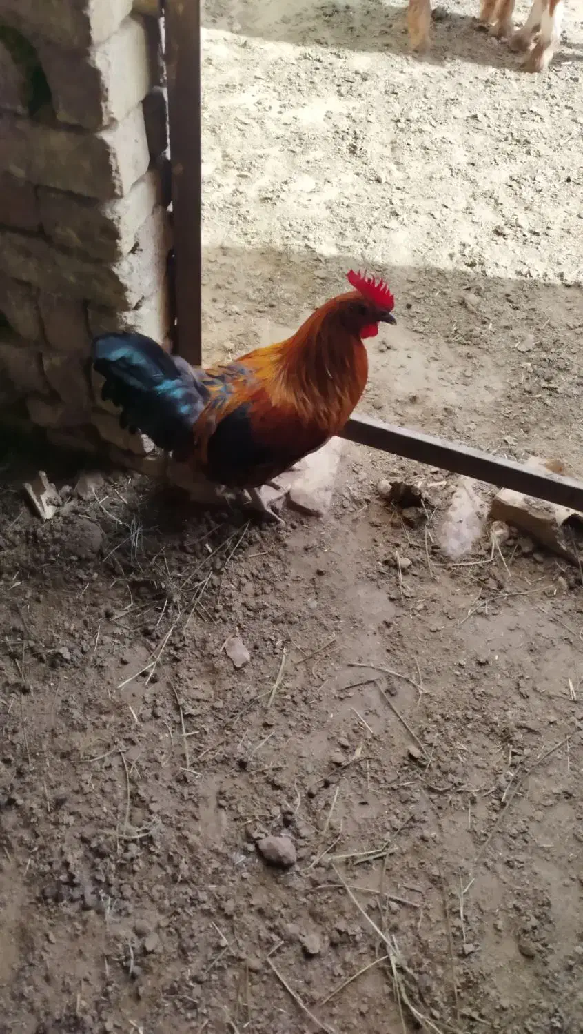 خروس|حیوانات مزرعه|برخوار, |دیوار