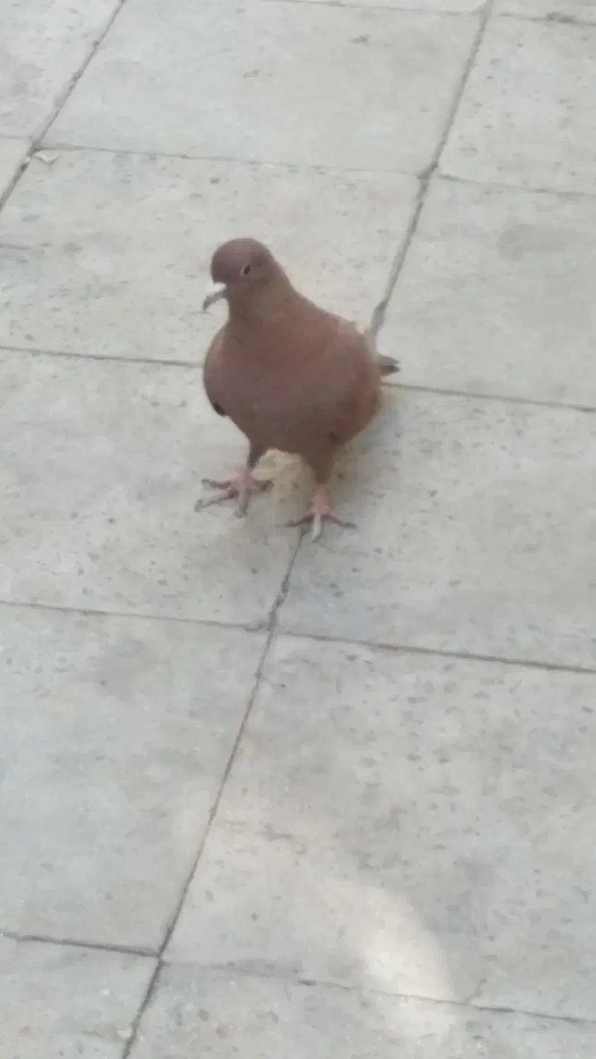 کفتر|پرنده|گلباف, |دیوار