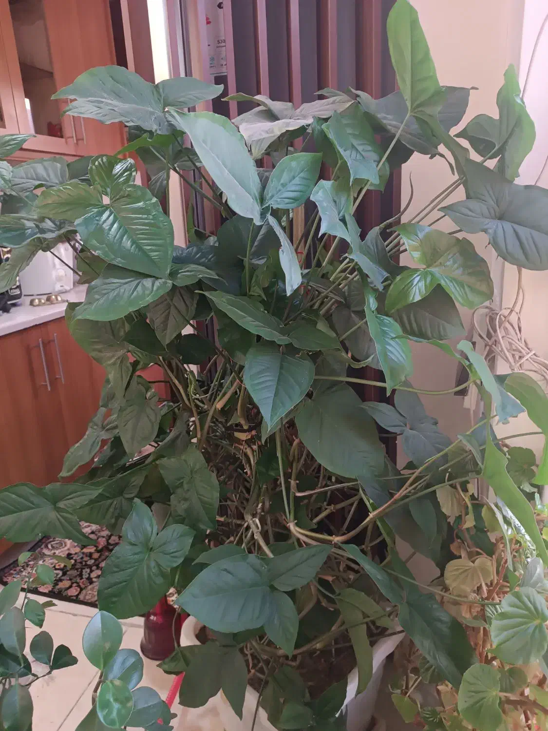 گل طبیعی|گل و گیاه طبیعی|تهران, فرحزاد|دیوار