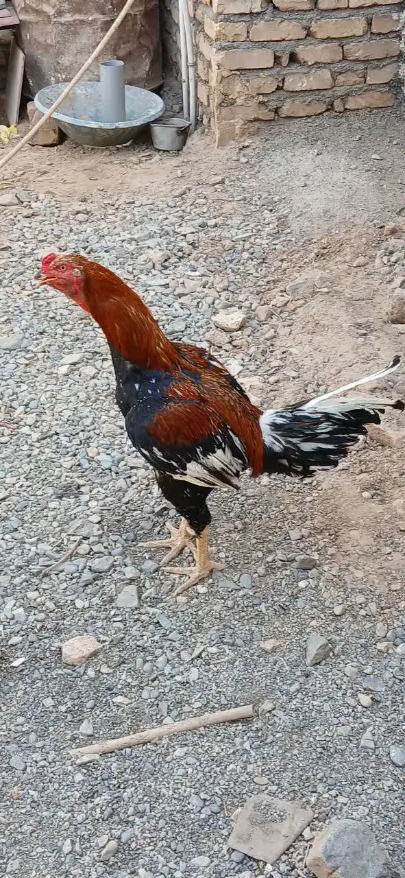 پرنده|پرنده|کاشمر, |دیوار