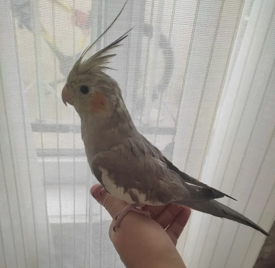 عروس هلندی شیطون|پرنده|همدان, |دیوار