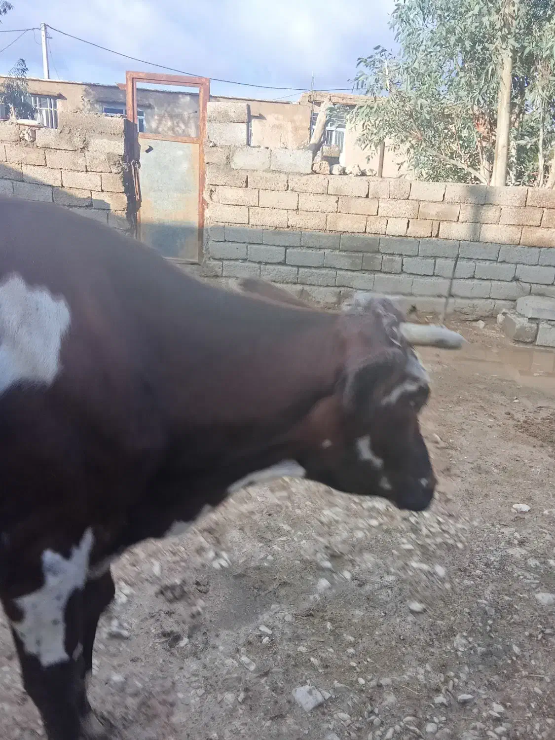 گاو جوان|حیوانات مزرعه|مهران (ایلام), |دیوار