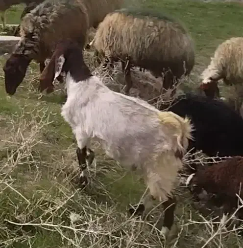 گوسفند بز ماده گم شده|حیوانات|اراک, |دیوار