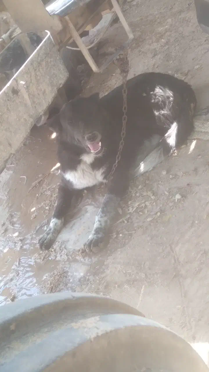 سگ ریشو|سگ|امیدیه, |دیوار