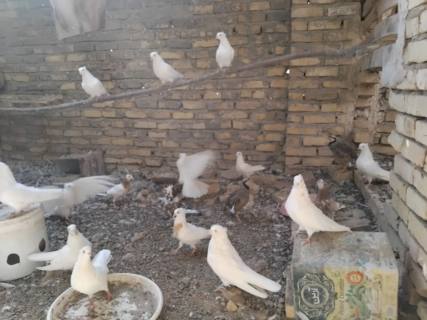 کفتر|پرنده|اردکان, |دیوار