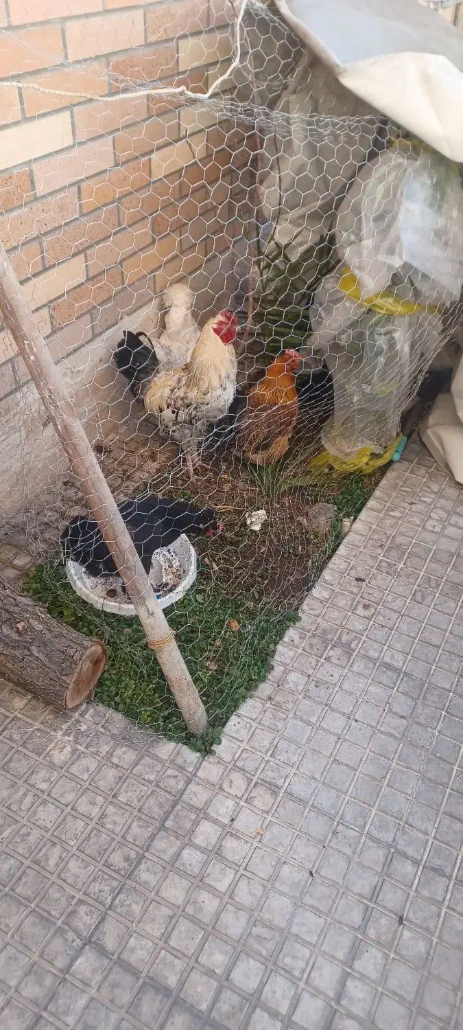 مرغ و خروس|حیوانات مزرعه|فولادشهر, C1|دیوار