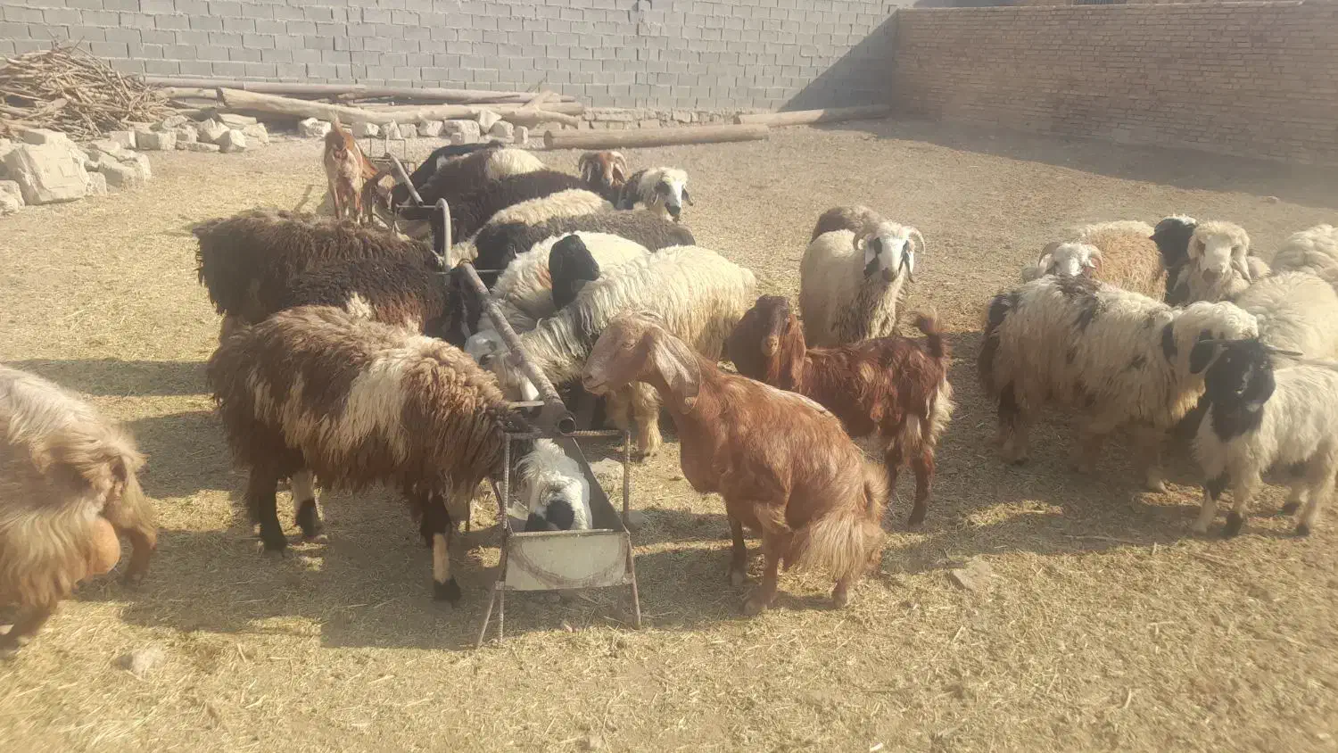 فروش ۱۴ جفت بره|حیوانات مزرعه|رامشیر, |دیوار