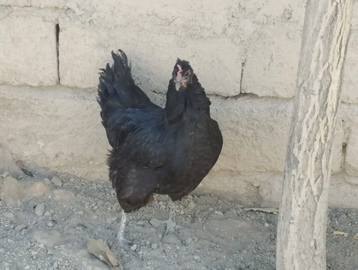 مرغ و خروس جوجه|حیوانات مزرعه|سنندج, |دیوار