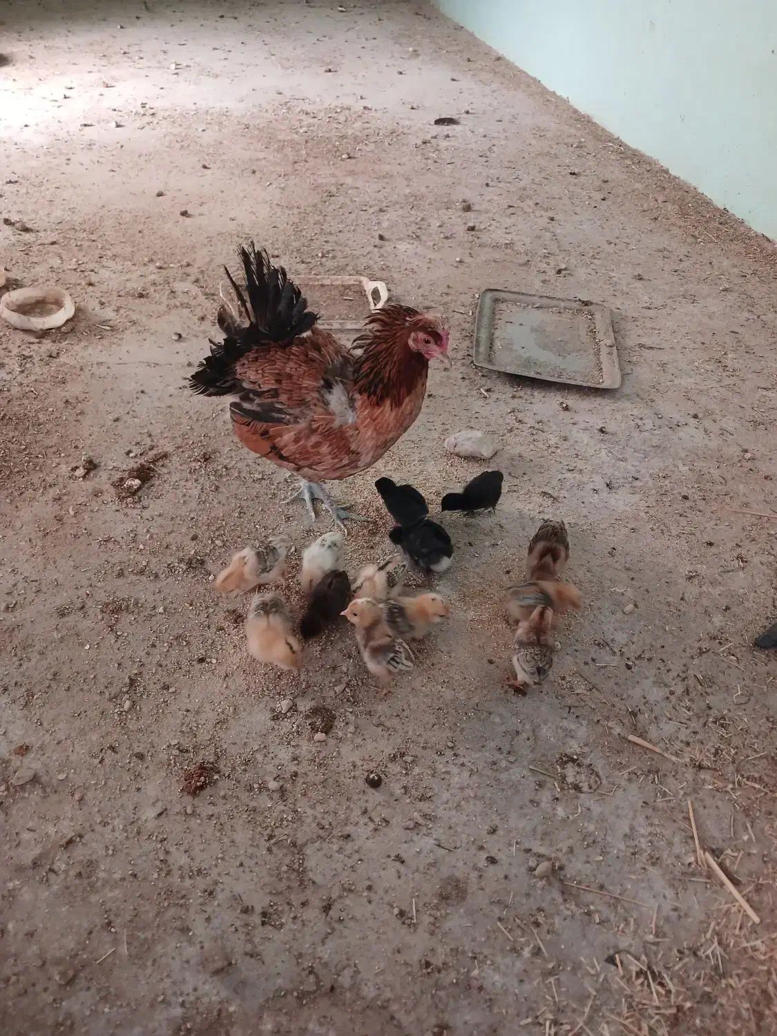 فروش مرغ محلی همراه با جوجه|پرنده|اسیر, |دیوار