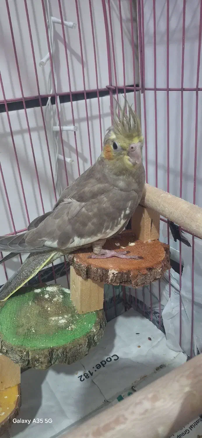 عروس هلندی|پرنده|قشم, |دیوار