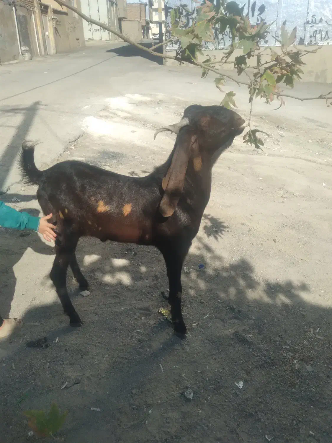 بزغاله نر نژاد هلندی|حیوانات مزرعه|هرسین, |دیوار