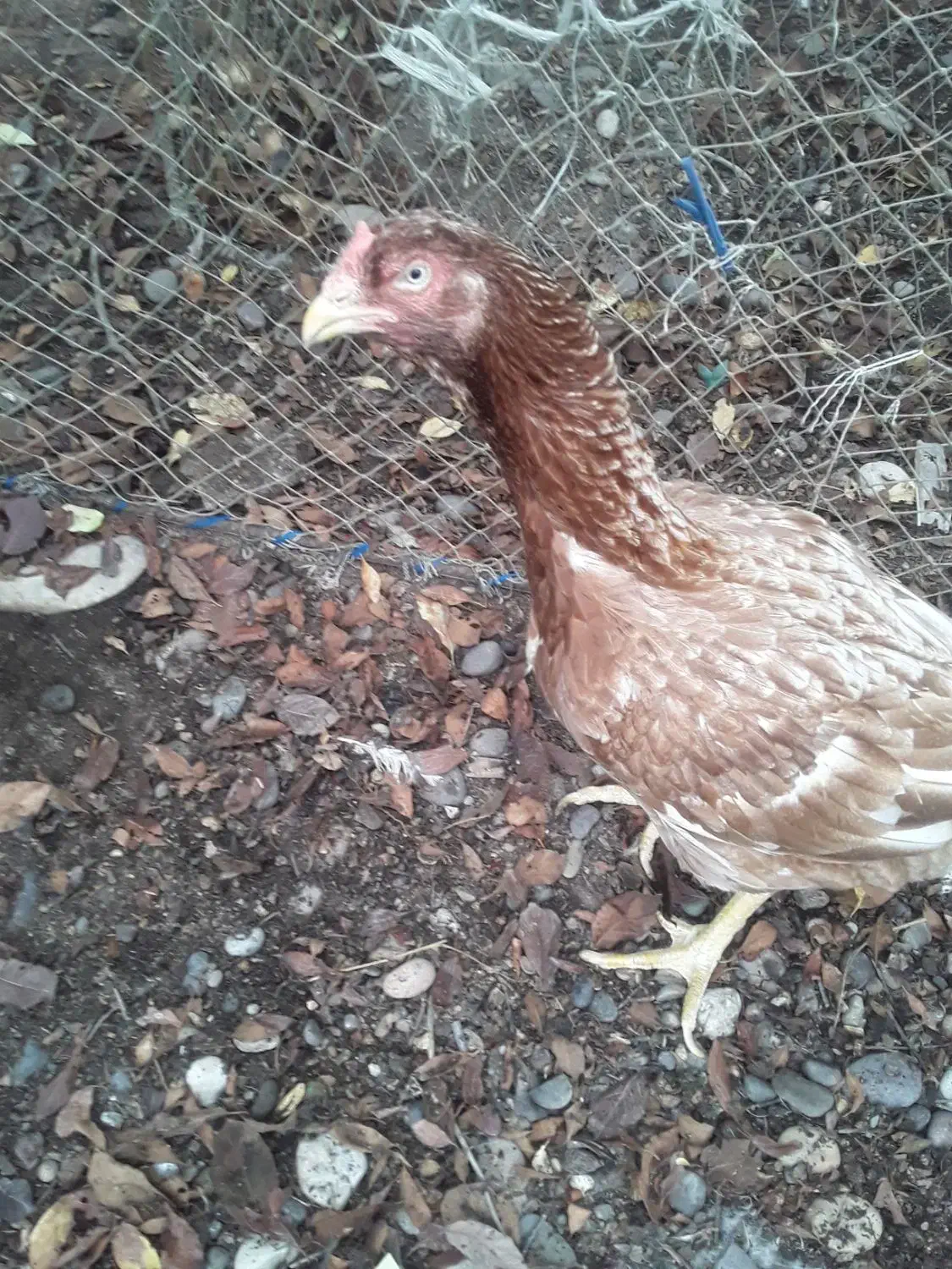 مرغ لاری|حیوانات مزرعه|رشت, فلسطین|دیوار