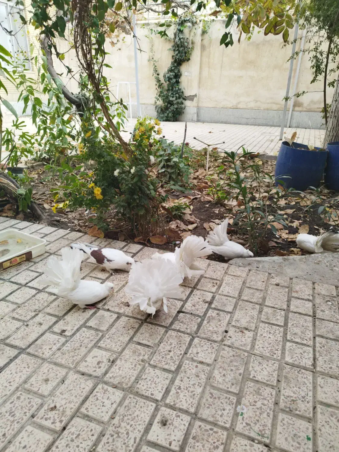 کبوتر|پرنده|مشهد, بهارستان|دیوار