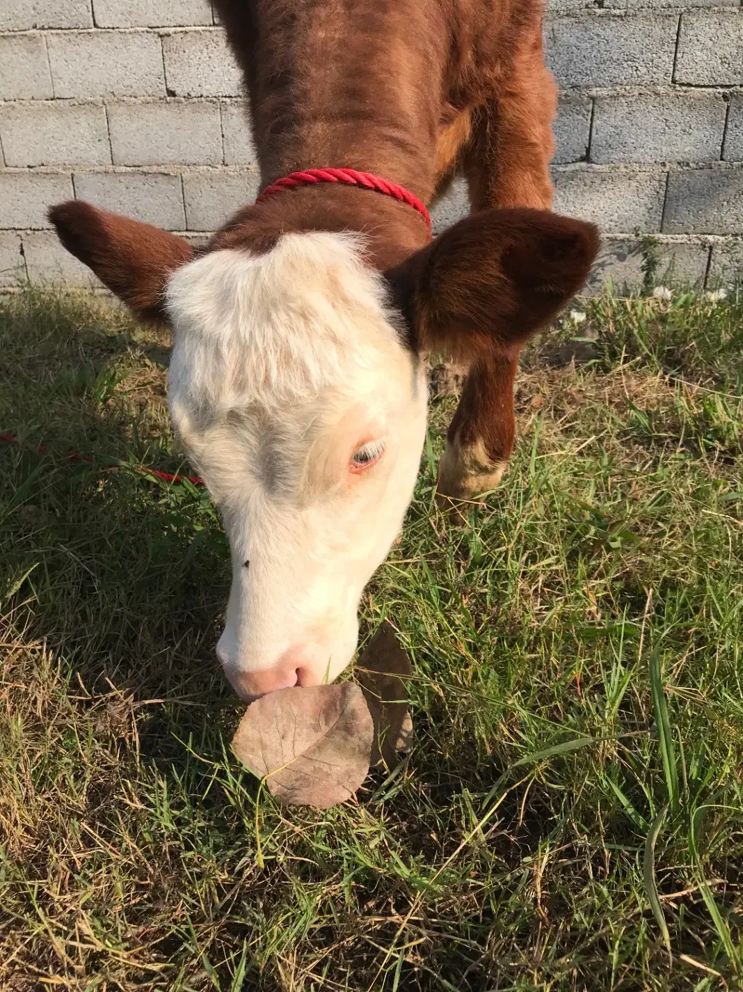 گاو تلیسه سمینتال اصیل|حیوانات مزرعه|رشت, باهنر|دیوار