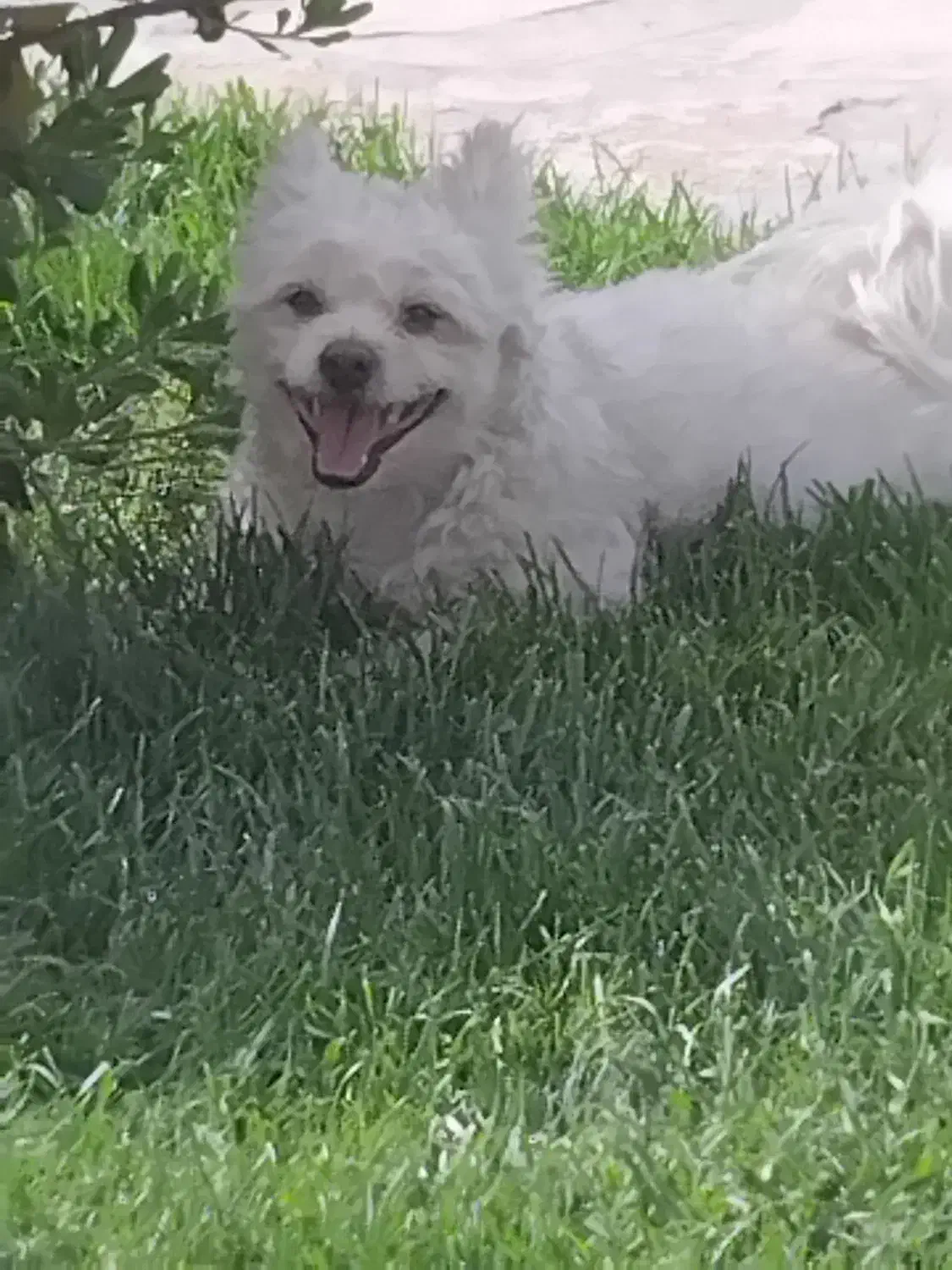 واگذاری سگ|سگ|گرمدره, |دیوار