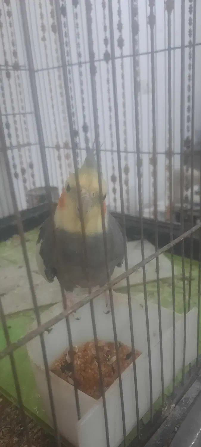 عروس هلندی|پرنده|باسمنج, |دیوار